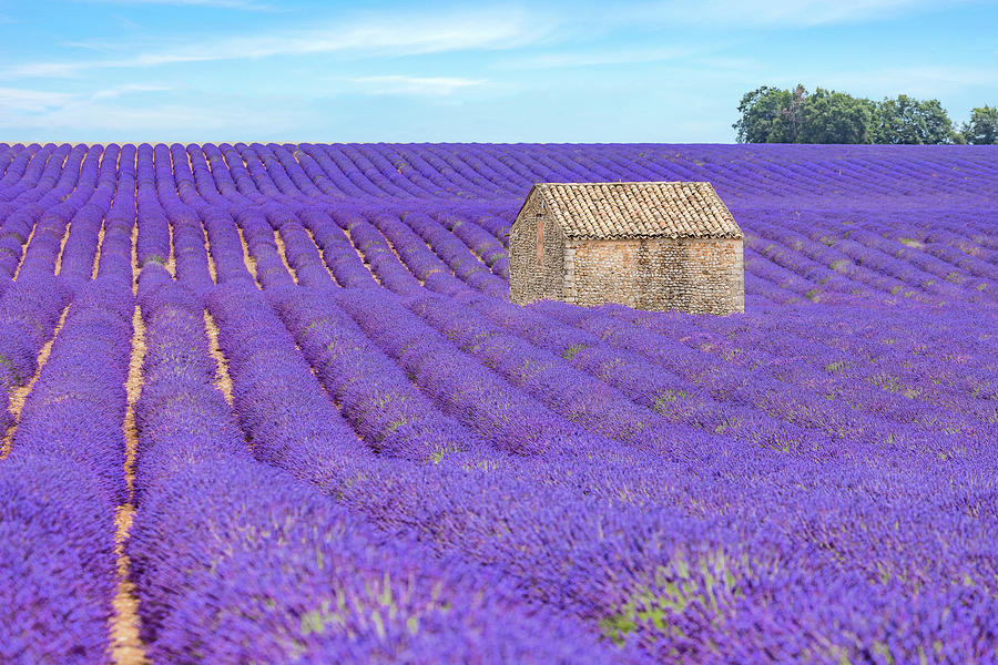 Valensole - Provence, France #25 Photograph by Joana Kruse