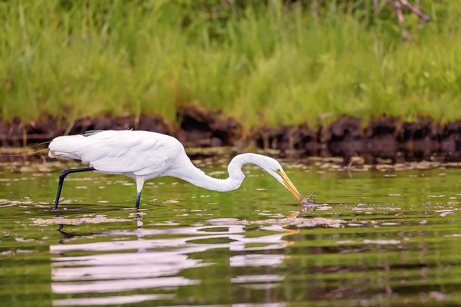 White, Great Egret #25 Photograph by Peter Lakomy