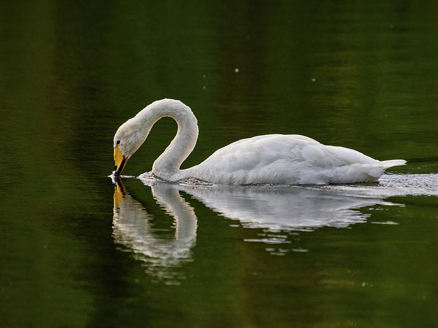 Whooper swan #25 Photograph by Jouko Lehto