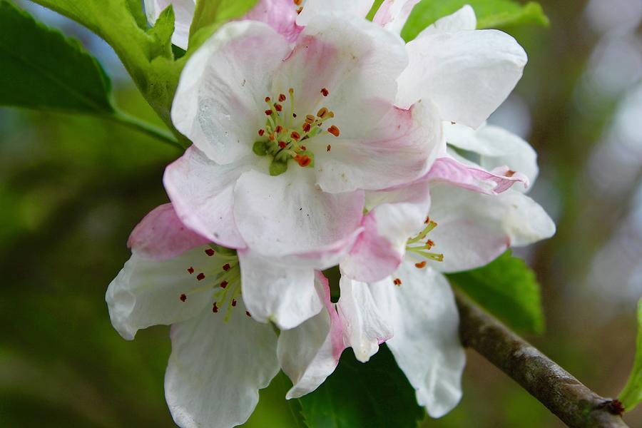 25 year old Apple Tree in Bloom Photograph by M E