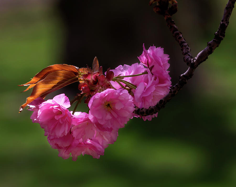 Cherry Blossoms #250 Photograph by Robert Ullmann