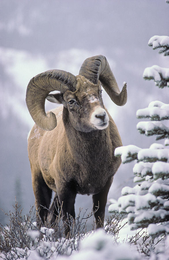 Landscape Photograph - 25084, Bighorn Sheep, Winter, Jasper by First Light