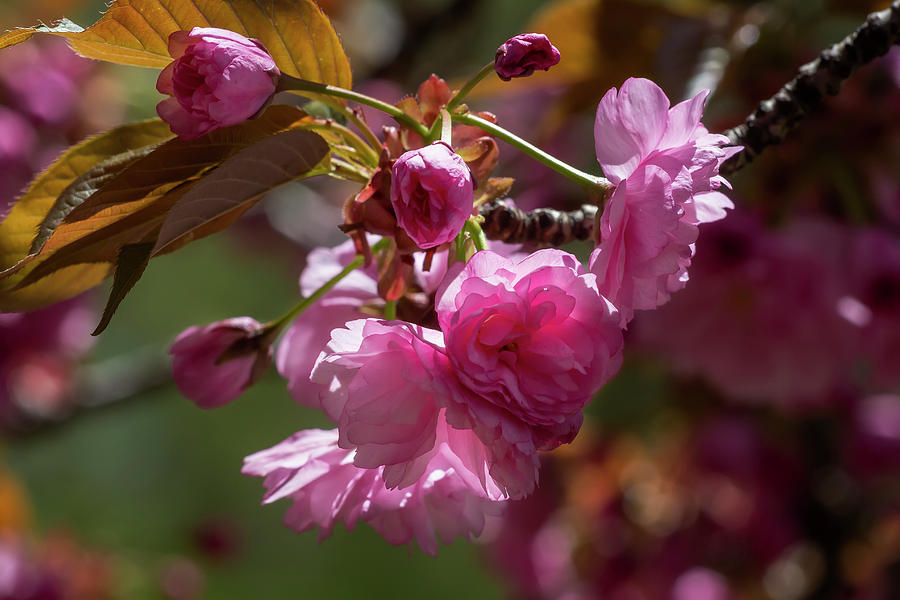 Cherry Blossoms #251 Photograph by Robert Ullmann
