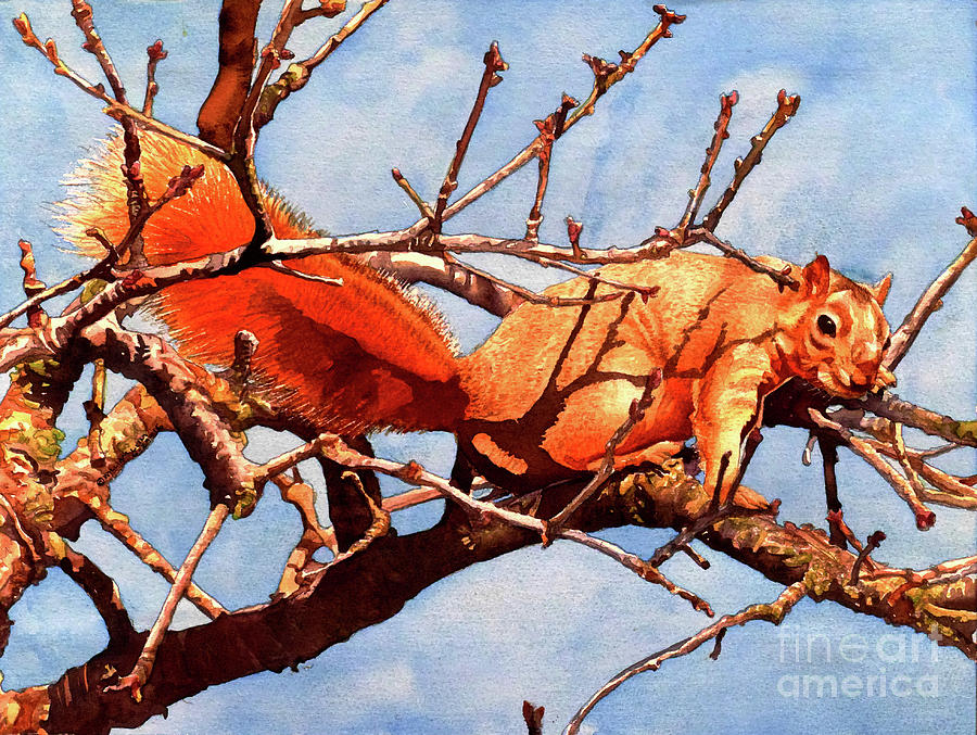 #251 Fox Squirrel #251 Painting by William Lum