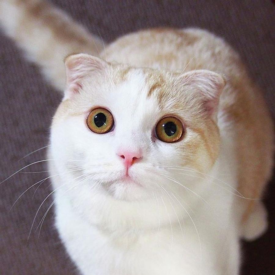 Cat Photograph - Instagram Photo #251475490914 by Miru Yuki