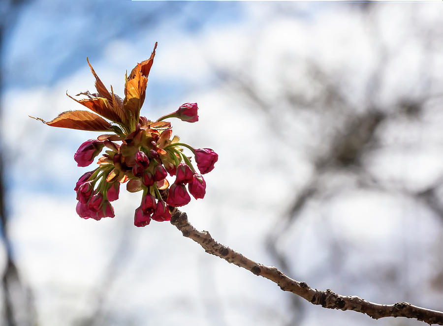 Cherry Blossoms #252 Photograph by Robert Ullmann