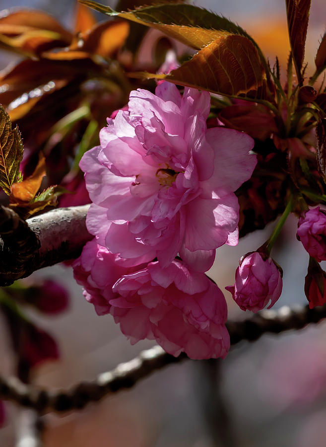 Cherry Blossoms #253 Photograph by Robert Ullmann
