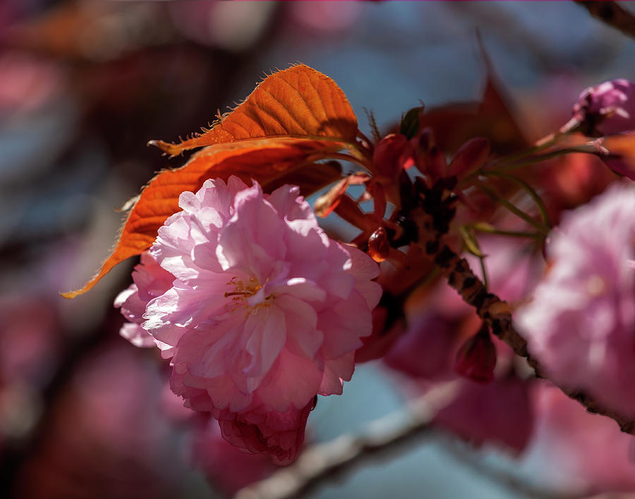 Cherry Blossoms #254 Photograph by Robert Ullmann