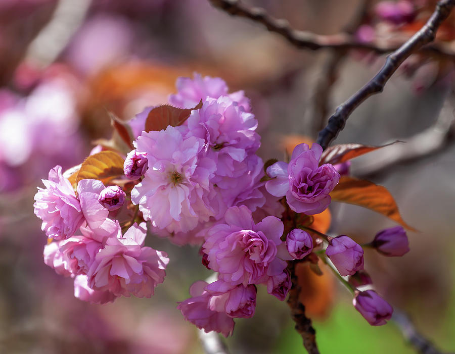 Cherry Blossoms #255 Photograph by Robert Ullmann