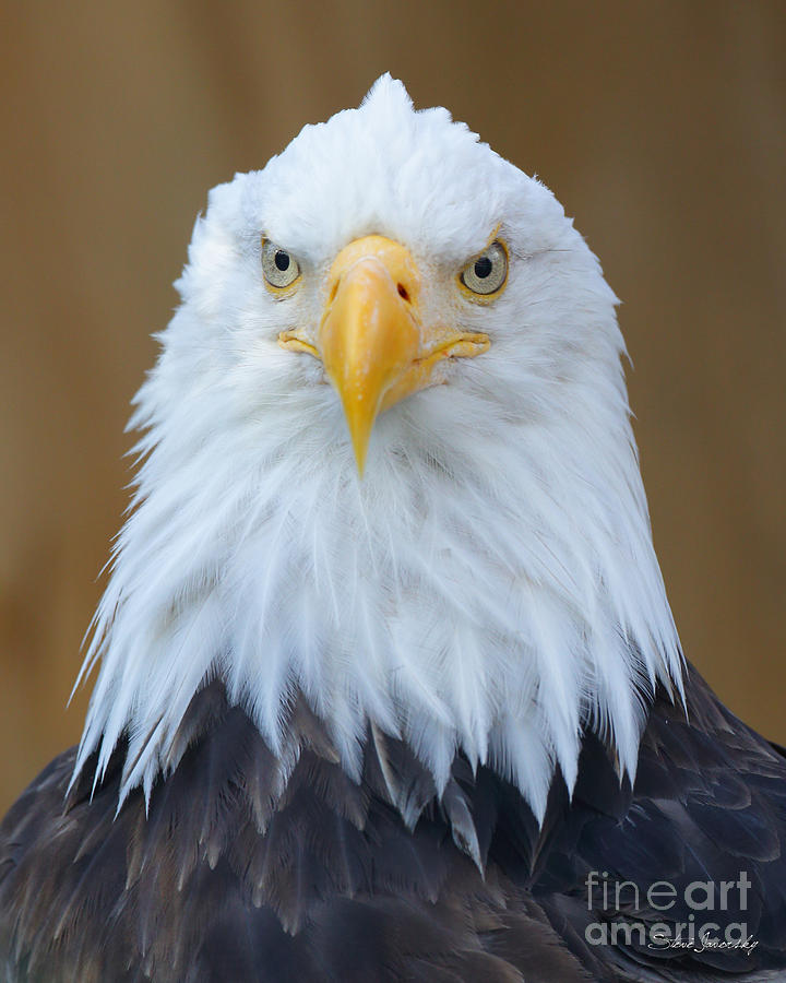 Bald Eagle #256 Photograph by Steve Javorsky