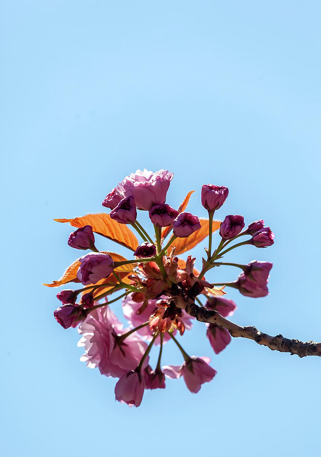 Cherry Blossoms #256 Photograph by Robert Ullmann