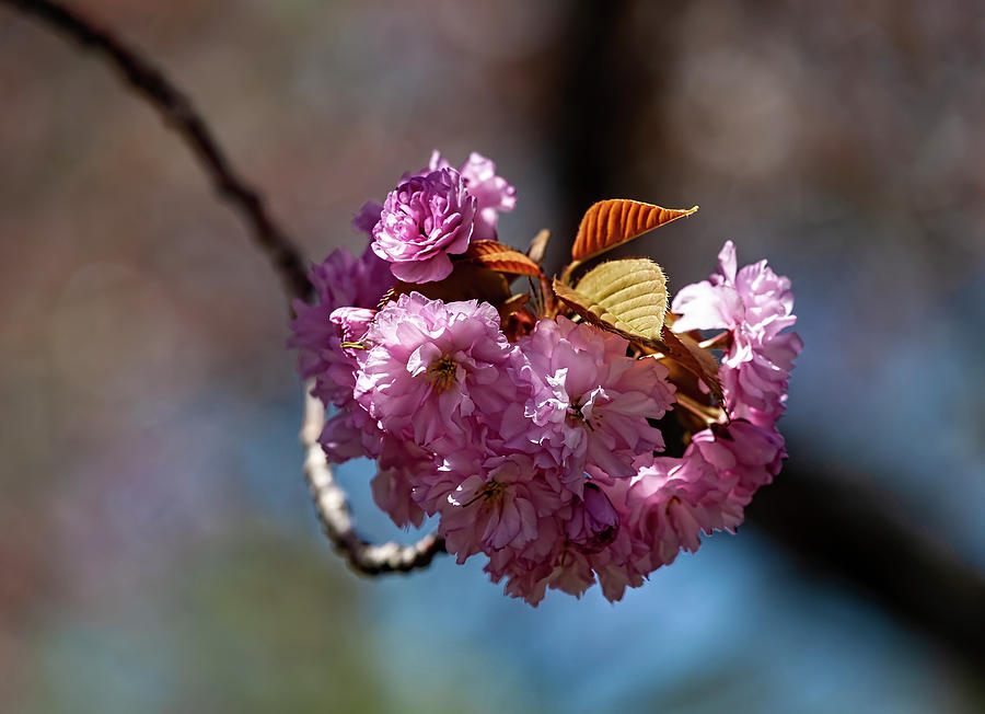 Cherry Blossoms #257 Photograph by Robert Ullmann