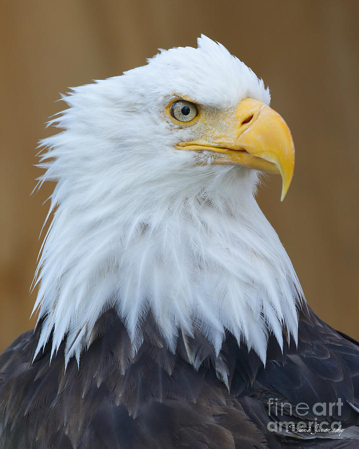 Bald Eagle #258 Photograph by Steve Javorsky