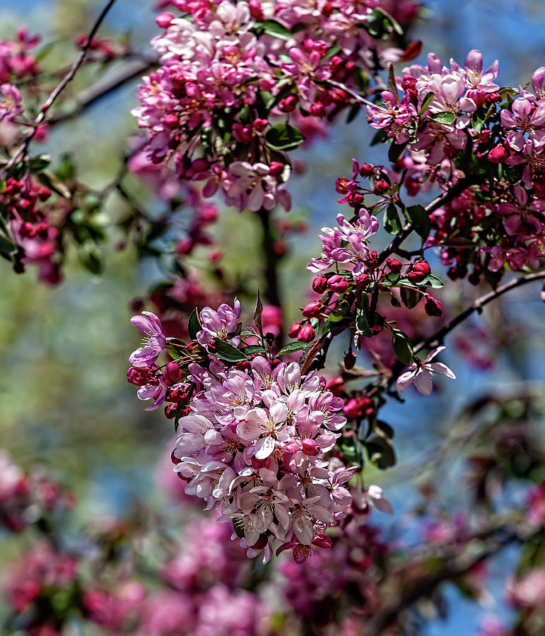 Cherry Blossoms #258 Photograph by Robert Ullmann