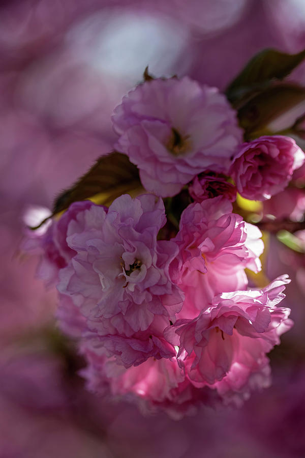 Cherry Blossoms #259 Photograph by Robert Ullmann