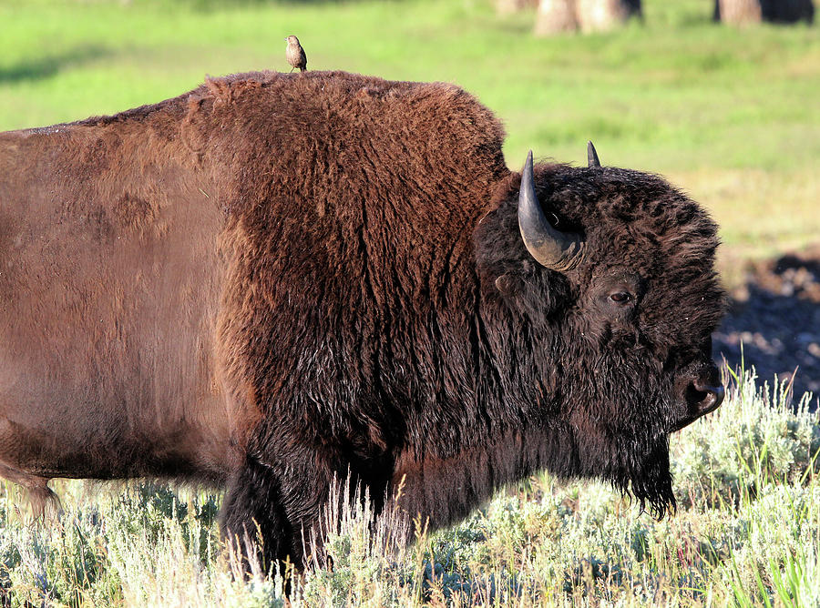 American Bison Yellowstone USA #26 Photograph by Bob Savage