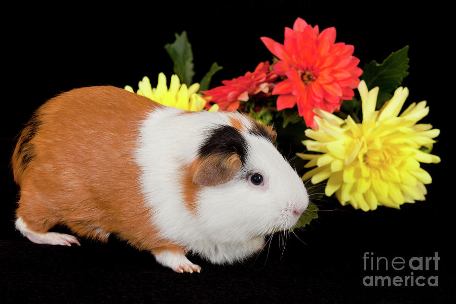 American Guinea Pigs - Cavia porcellus #26 Photograph by Anthony Totah