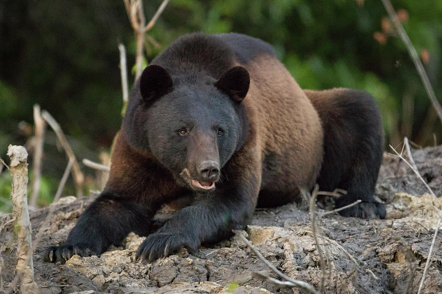 Black Bear #26 Photograph by Mary Jo Cox