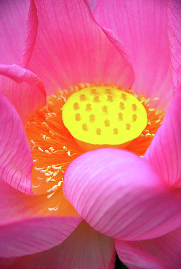 Blossoming lotus flower closeup #26 Photograph by Carl Ning