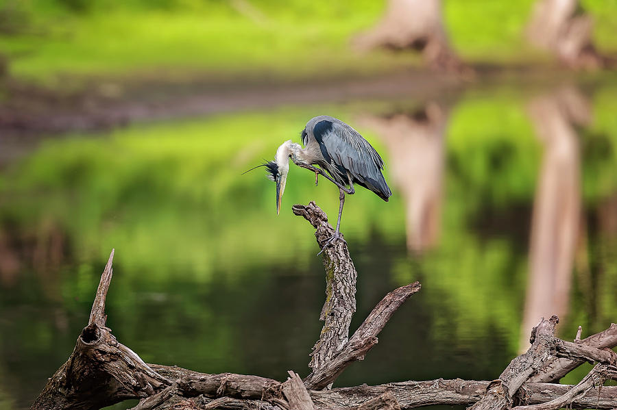 Blue Heron #26 Photograph by Peter Lakomy