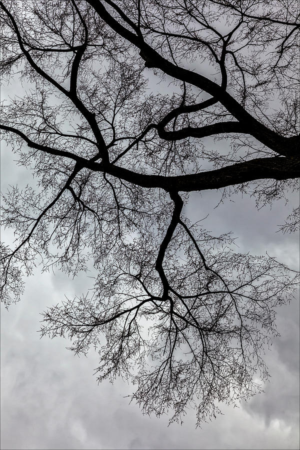 Branches and Clouds #26 Photograph by Robert Ullmann