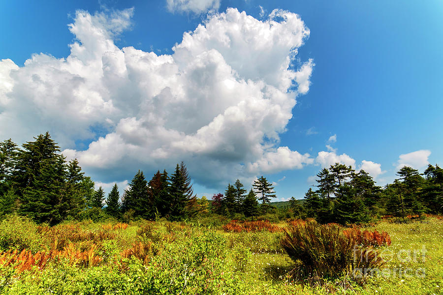 Cranberry Glades Botanical Area #26 Photograph by Thomas R Fletcher