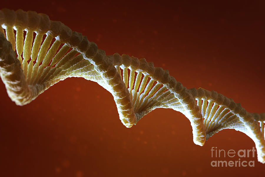 Dna Structure #26 Photograph by Science Picture Co