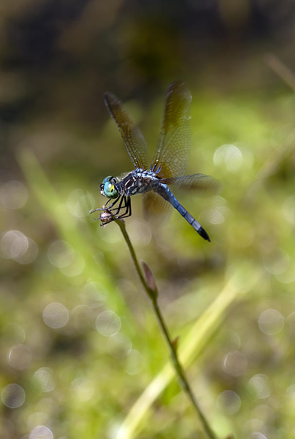 Dragonfly #26 Photograph by Gouzel -