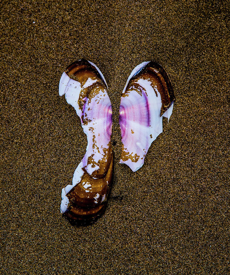 Fallen Butterfly Photograph by Angus HOOPER III - Fine Art America