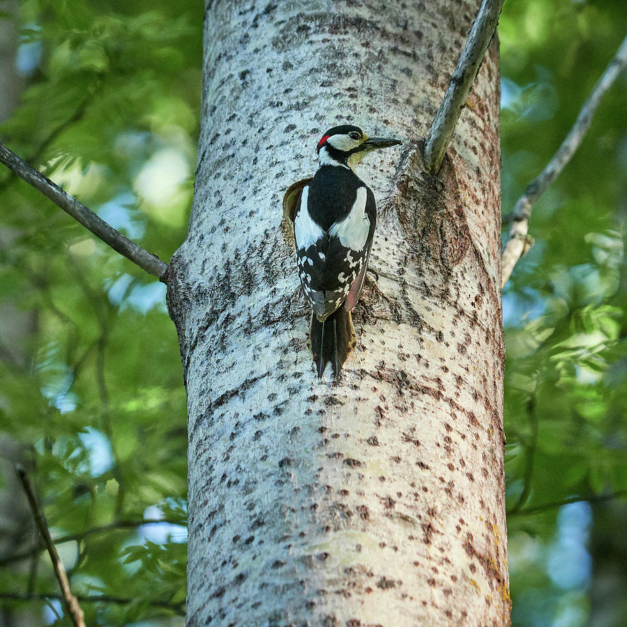Great spotted woodpecker #26 Photograph by Jouko Lehto