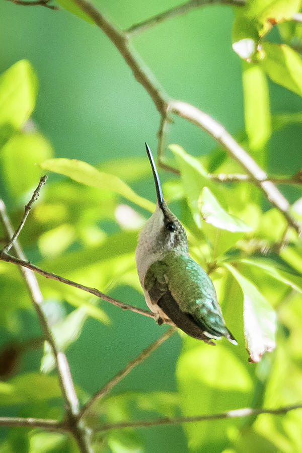 Hummingbird Found In Wild Nature On Sunny Day #26 Photograph by Alex Grichenko