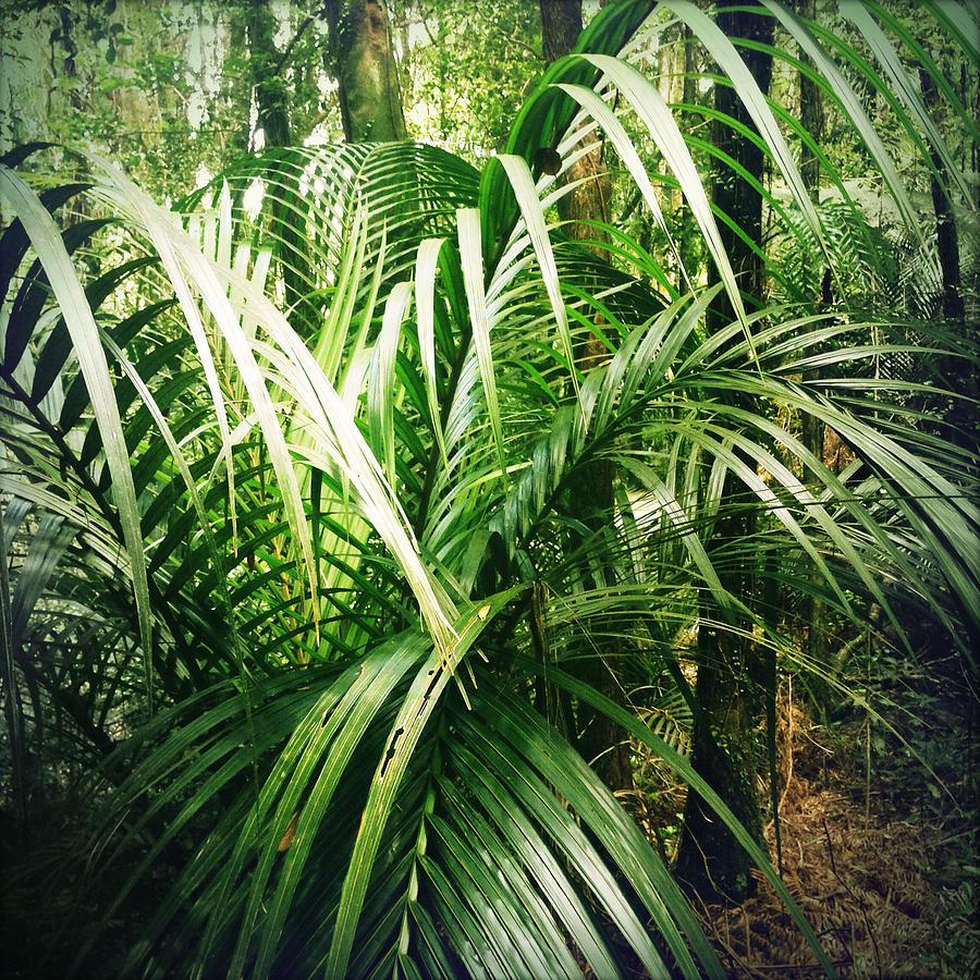 Jungle leaves Photograph by Les Cunliffe