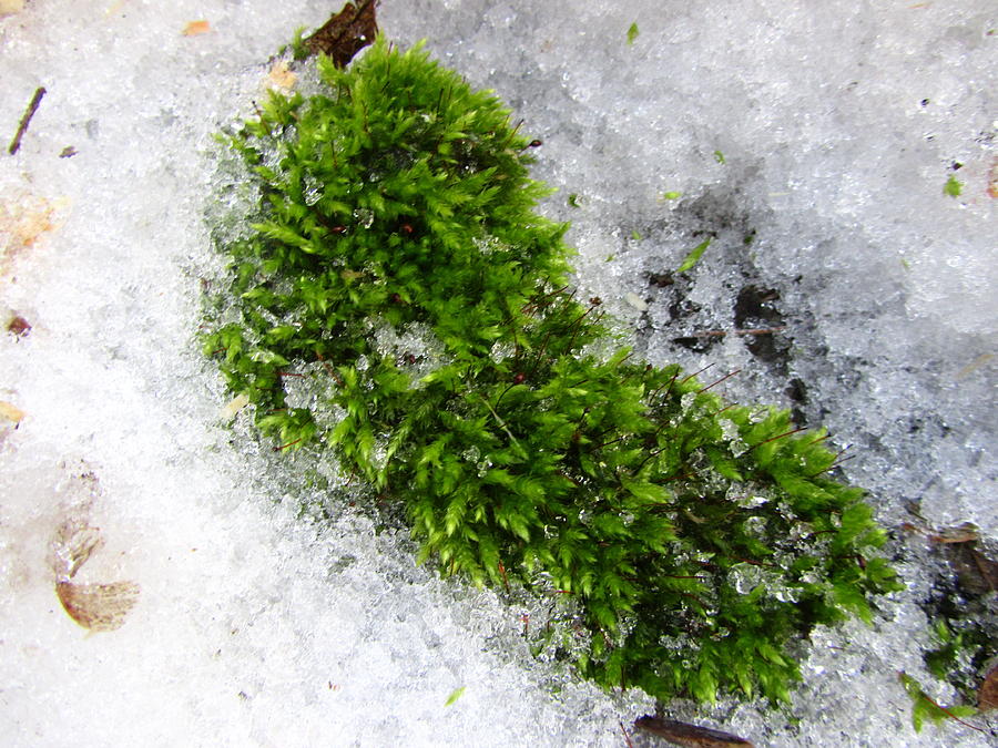 Tree Photograph - Moss #26 by Jackie Russo