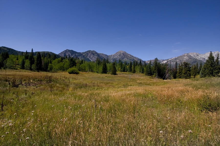 Mountain Meadow #26 Photograph by Mark Smith