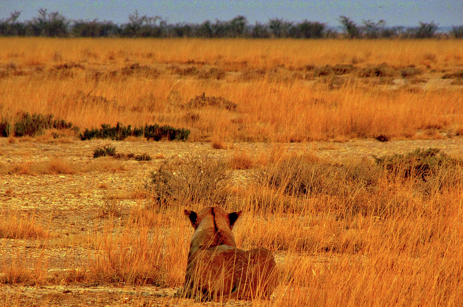 Namibia #26 Photograph by Paul James Bannerman