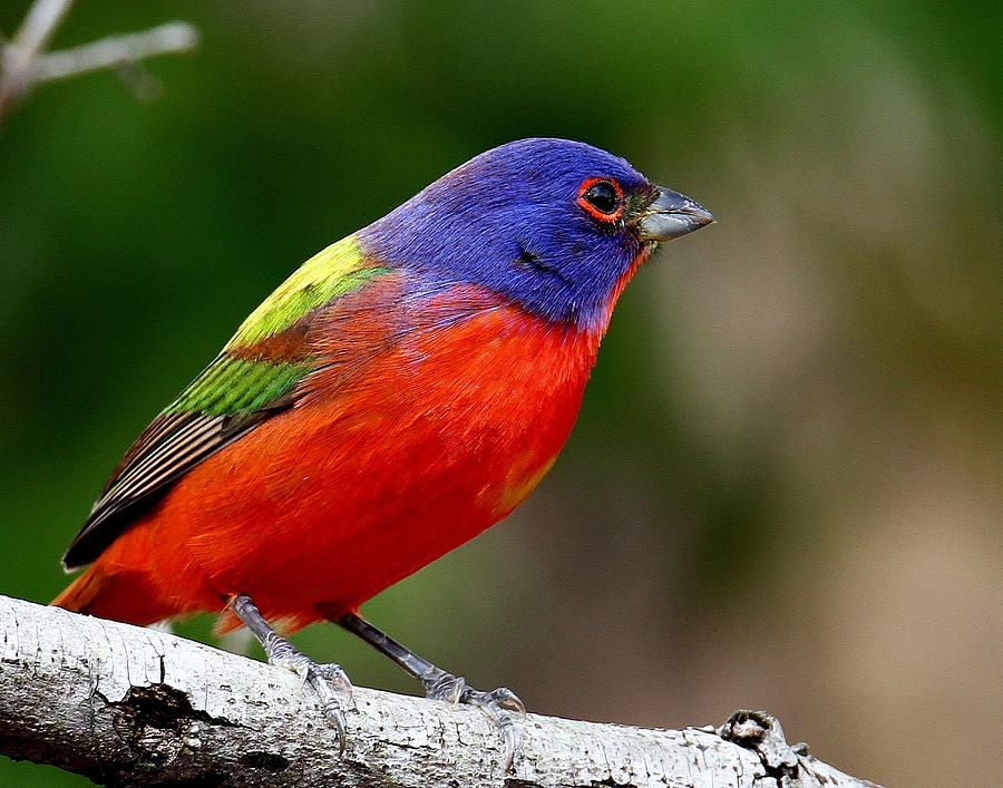 Painted Bunting by Ira Runyan Painted Bunting by Ira Runyan