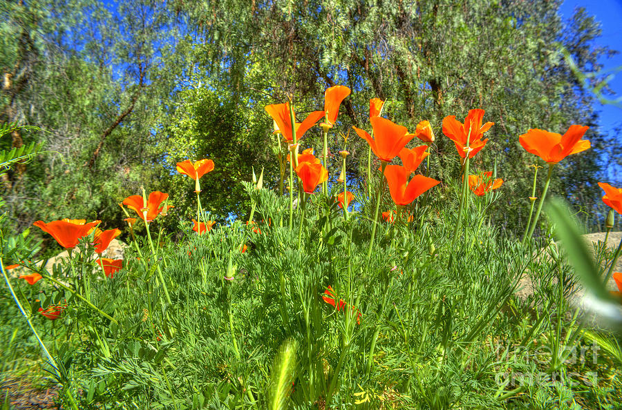Poppies #26 Photograph by Marc Bittan