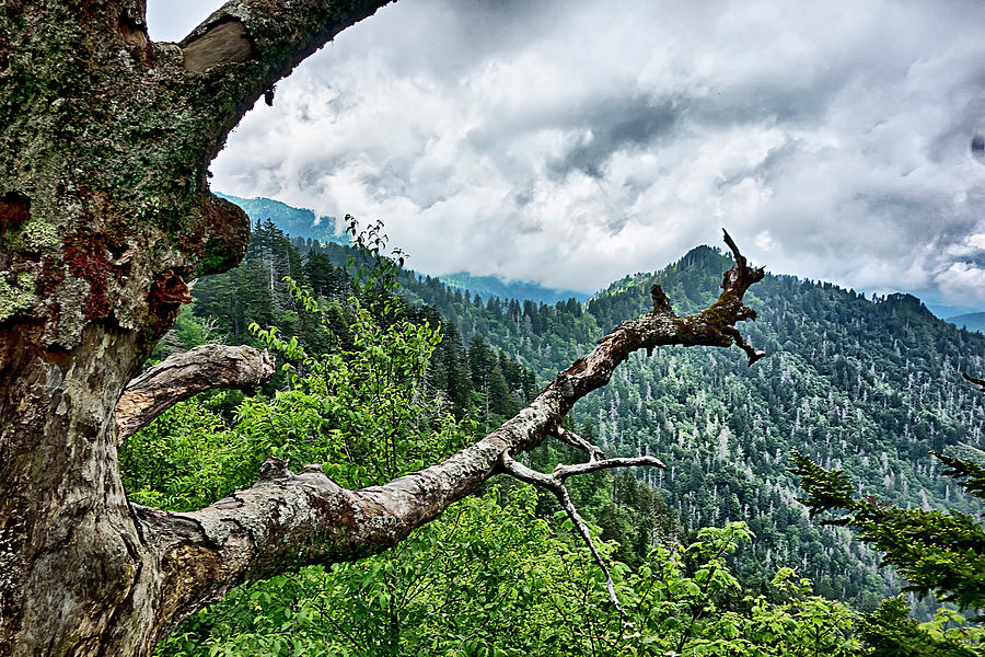 Scenes Along Appalachian Trail In Great Smoky Mountains #26 Photograph by Alex Grichenko