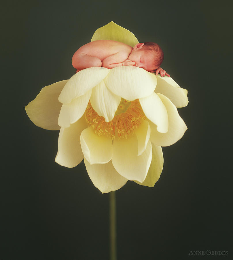 Water Lily Photograph - Lotus Bud by Anne Geddes