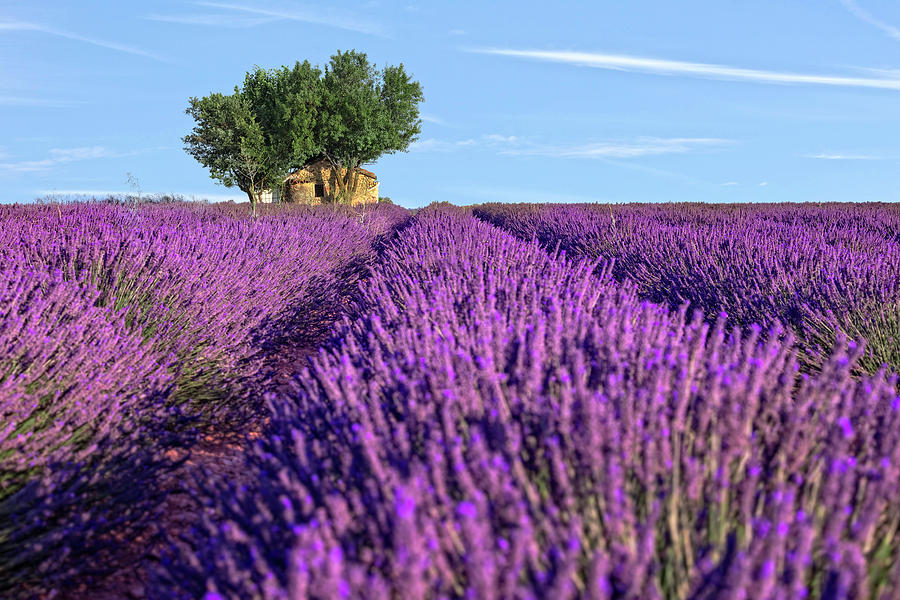 Valensole - Provence, France Photograph by Joana Kruse - Pixels