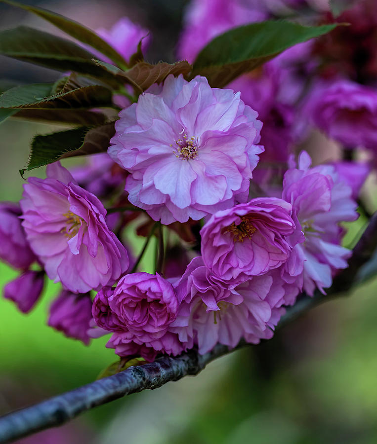 Cherry Blossoms #260 Photograph by Robert Ullmann