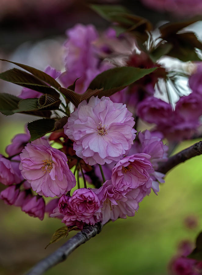 Cherry Blossoms #261 Photograph by Robert Ullmann