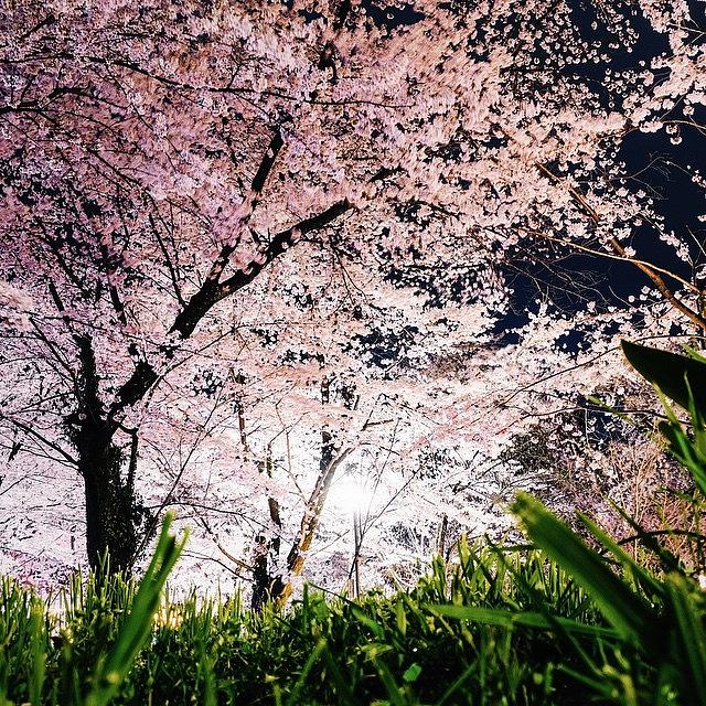 Spring Photograph - Sakura #3 by Yasuhito Shimizu