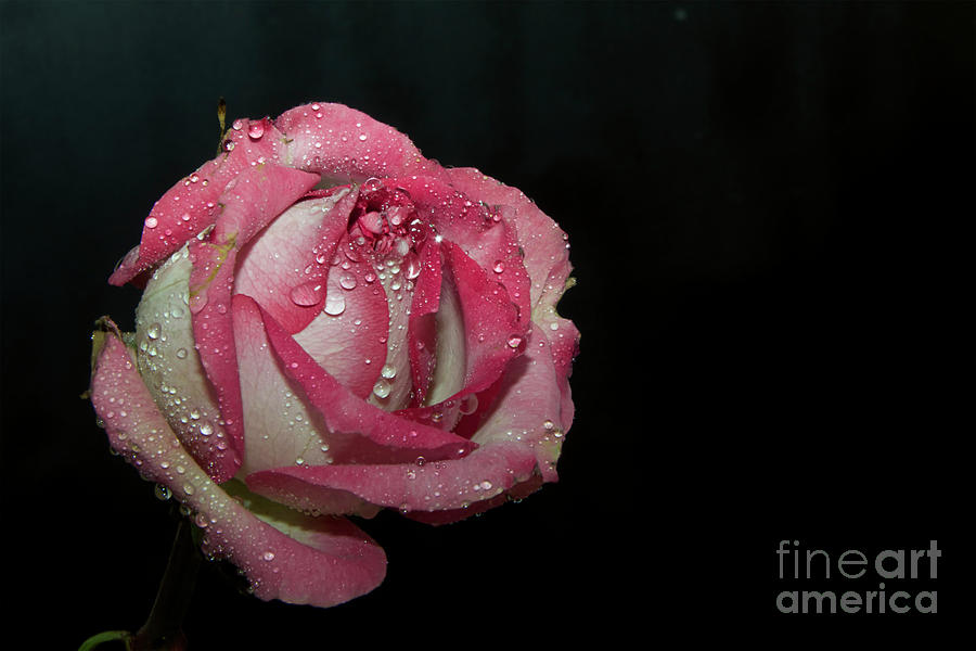 Flower Photograph - Beautiful Rose #262 by Elvira Ladocki