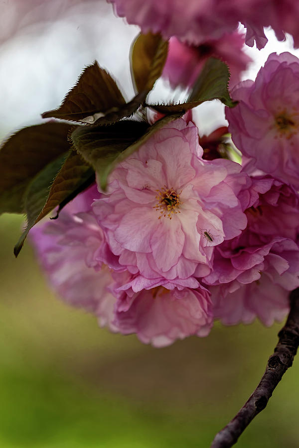 Cherry Blossoms #262 Photograph by Robert Ullmann