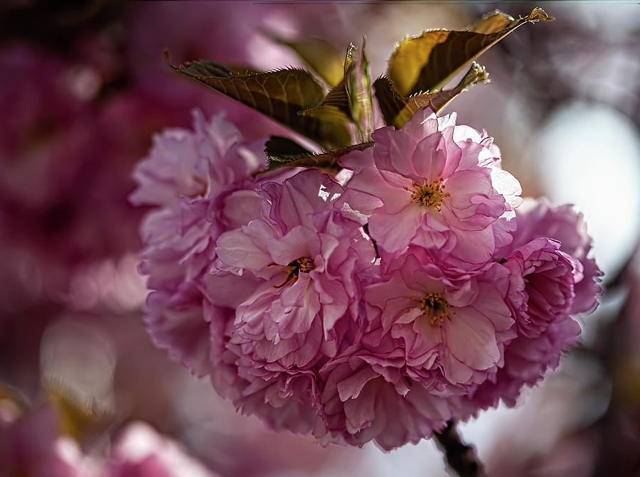 Cherry Blossoms #263 Photograph by Robert Ullmann