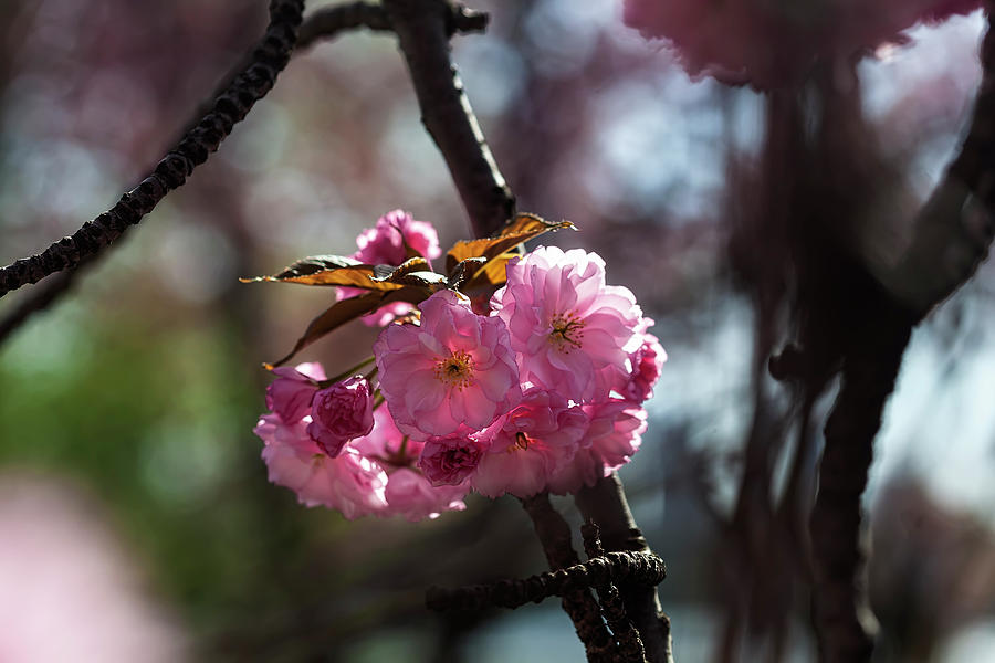 Cherry Blossoms #264 Photograph by Robert Ullmann
