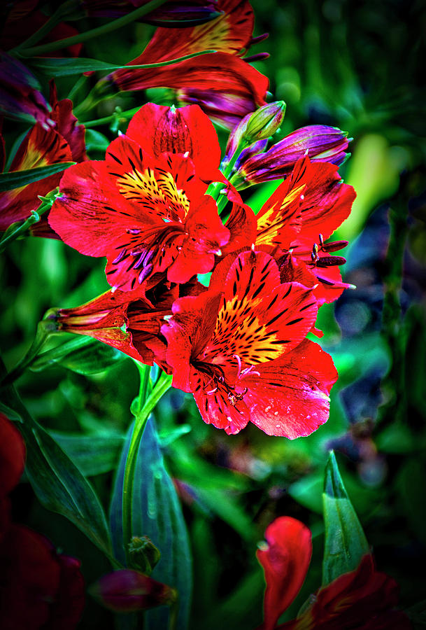 Usa Photograph - 2647- Red Flowers by David Lange