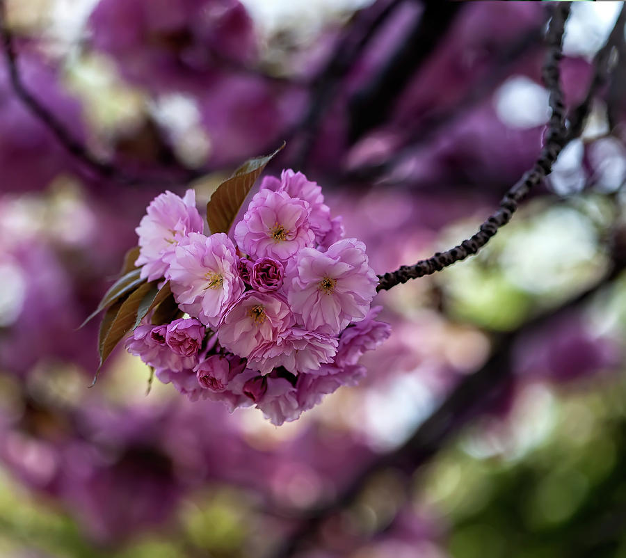 Cherry Blossoms #265 Photograph by Robert Ullmann