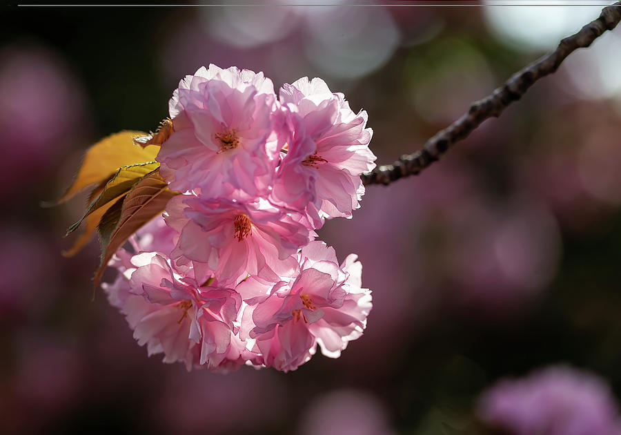 Cherry Blossoms #266 Photograph by Robert Ullmann